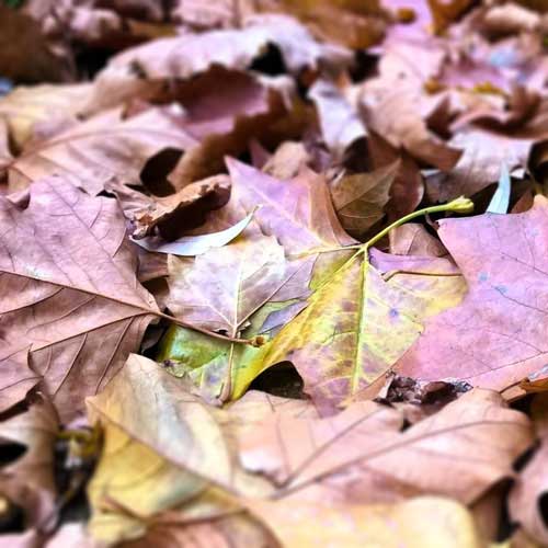 Herbstlaub